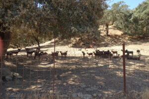 Cabras de la Quesería Monte Robledo en Huelva bajo árboles