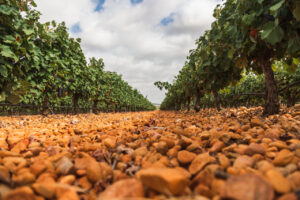 Viñedos con suelo de guijarros en la Ribera del Júcar