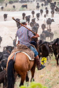 Hombre montando a caballo guiando ganado en la trashumancia