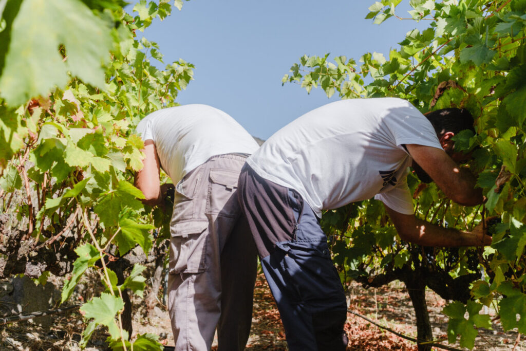 Trabajadores recolectando uvas en un viñedo de Tenerife