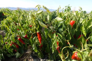Pimientos rojos en un campo de cultivo en La Rioja