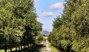 Olivar de Arbequina en la finca Aubocassa en Mallorca