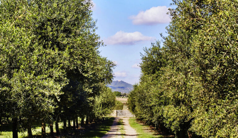 Olivar de Arbequina en la finca Aubocassa en Mallorca