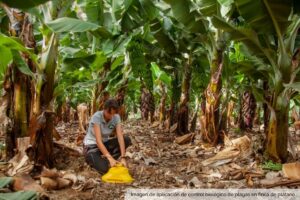 Persona aplicando control biológico de plagas en un cultivo de plátano