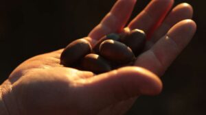 Mano sosteniendo varias bellotas en un entorno natural