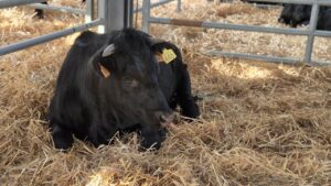 Vaca de raza Avileña descansando en un establo con paja