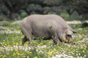 Cerdo ibérico pastando en la dehesa extremeña llena de flores