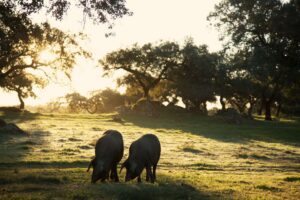Cerdos ibéricos pastando en la dehesa bajo la luz del atardecer