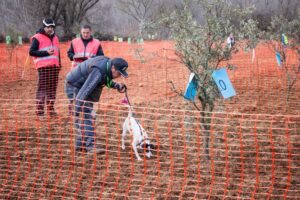 Competencia de caza de trufas con perros en Campo de Daroca
