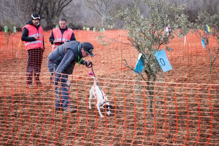 Competencia de caza de trufas con perros en Campo de Daroca