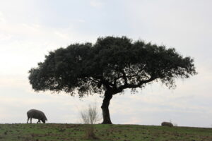 Cerdos ibéricos pastando bajo un árbol en la dehesa extremeña