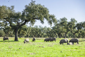 Cerdos ibéricos pastando en la dehesa de Extremadura bajo árboles