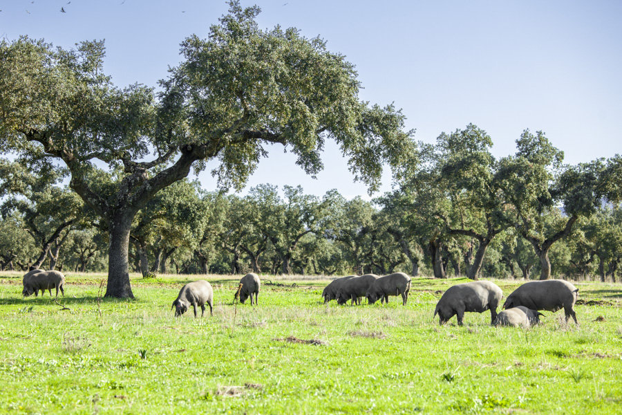 Cerdos ibéricos pastando en la dehesa de Extremadura bajo árboles