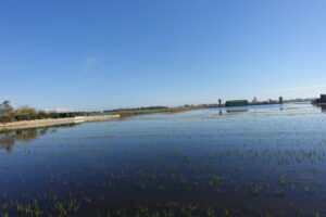 Vista del cultivo de arroz en el Parque Natural de l'Albufera de Valencia