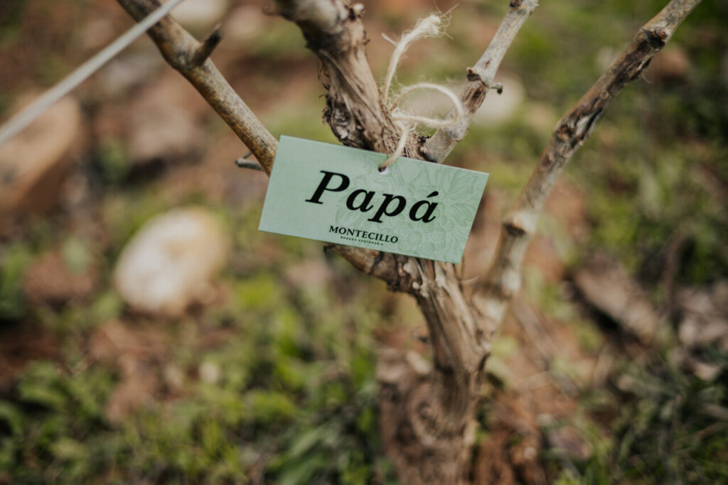 Etiqueta de apadrinamiento en una cepa de Bodegas Montecillo