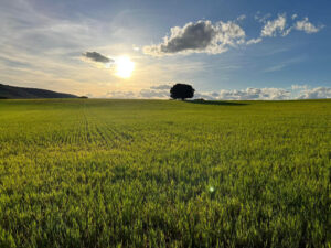 Campo de espelta en Sigüenza con un árbol y cielo despejado