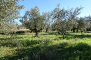 Campo de olivos en la Comunitat Valenciana con vegetación verde