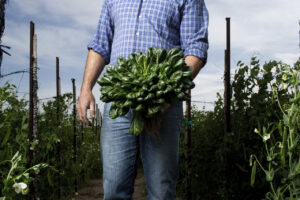 Hombre sosteniendo un manojo de tatsoi en un campo