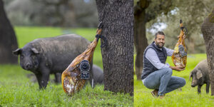 Hombre sosteniendo jamón ibérico junto a cerdos en un campo
