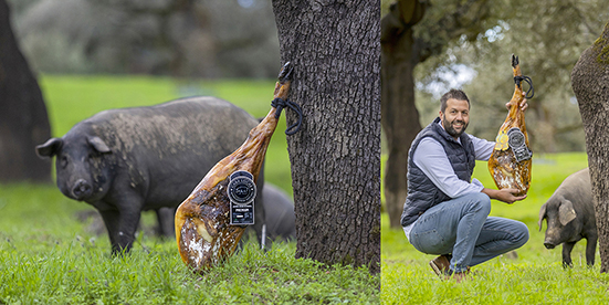 Hombre sosteniendo jamón ibérico junto a cerdos en un campo