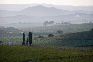 Vista panorámica de viñedos y olivares en Moriles, Córdoba.