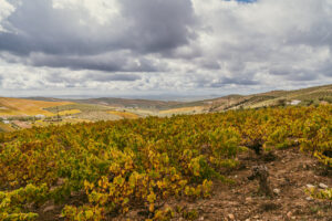 Vista panorámica de viñedos en otoño en Montilla-Moriles
