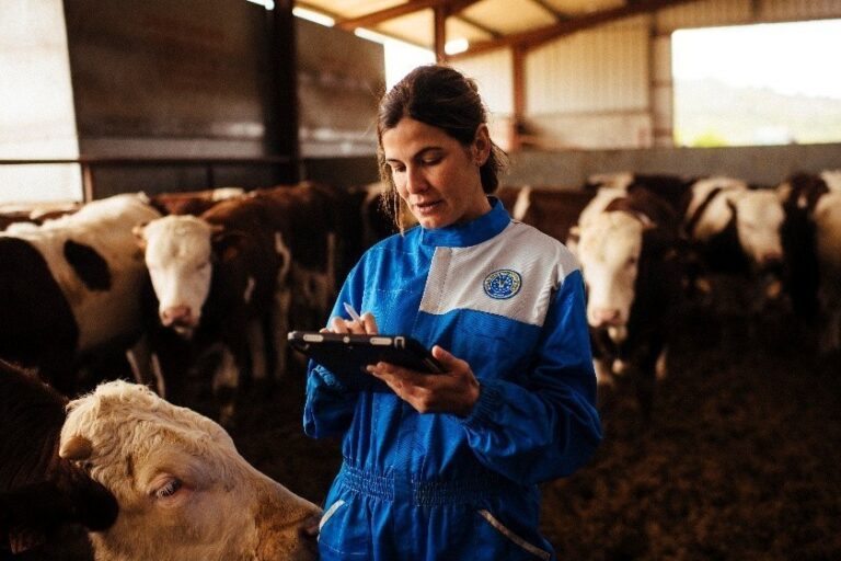 Mujer usando una tablet en un establo con vacas