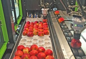 Robots clasificando manzanas en una línea de producción moderna