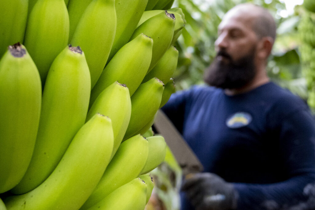 Cosecha de plátanos en una plantación de Canarias