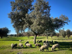 Cerdos ibéricos pastando bajo encinas en la dehesa