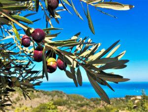 Ramas de olivo con aceitunas en un paisaje balear