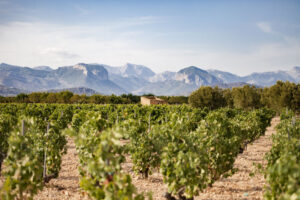 Vista de viñedos en Binissalem con montañas al fondo