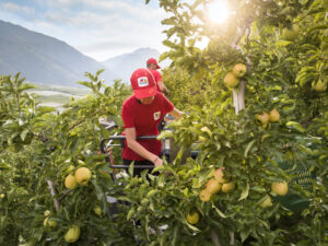 Trabajadores cosechando manzanas en un huerto de Val Venosta