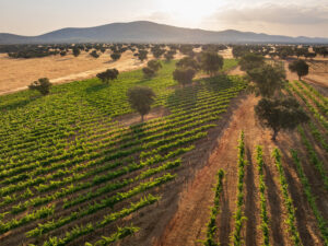 Vista aérea del viñedo Dehesa El Molinillo en los Montes de Toledo