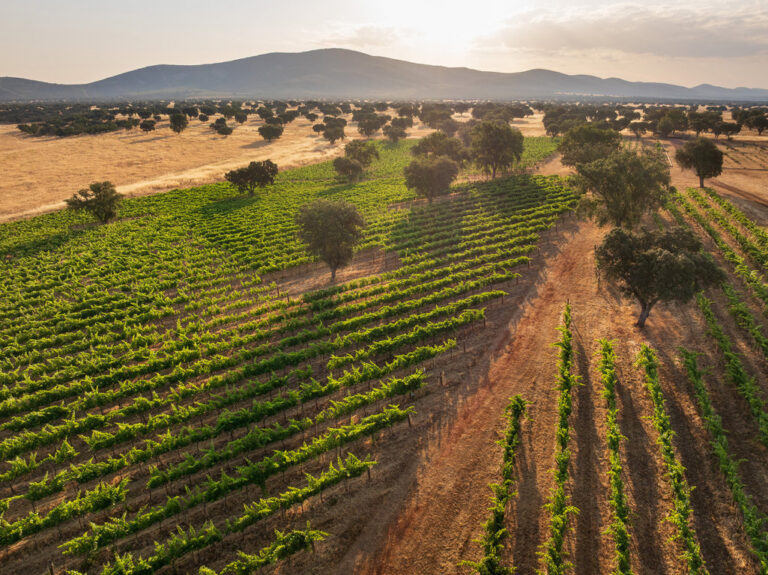 Vista aérea del viñedo Dehesa El Molinillo en los Montes de Toledo