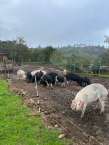 Grupo de cerdos Porco Celta en una granja en Galicia