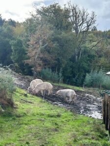 Cuatro cerdos Porco Celta pastando en un campo verde
