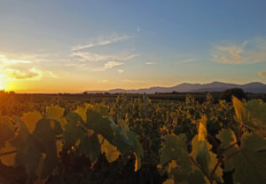 Atardecer en un viñedo de Bodegas Alodia con hojas verdes