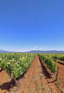 Viñedo de Bodegas Alodia en Crucelos durante el verano