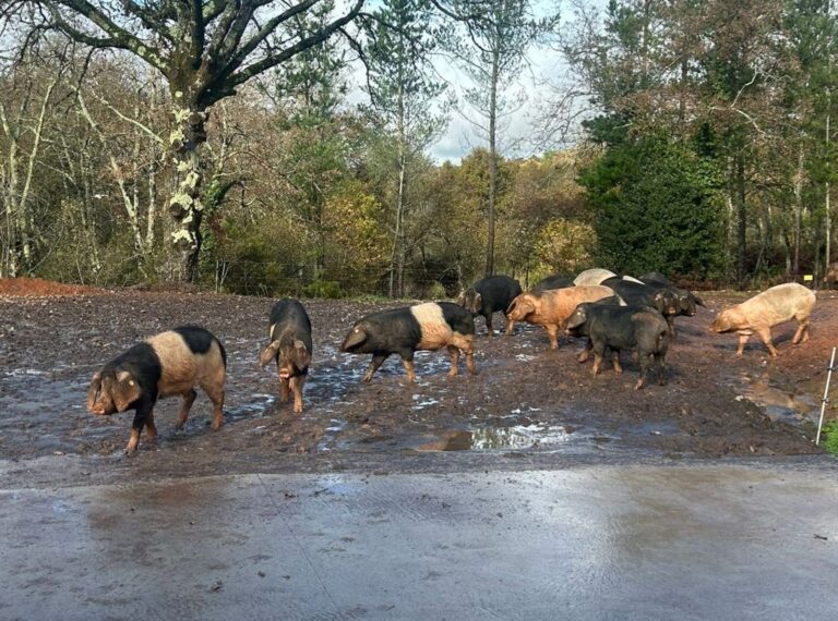 Grupo de cerdos Porco Celta en un entorno natural en Galicia