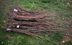 Injertos de variedades de vid autóctonas en Castilla-La Mancha