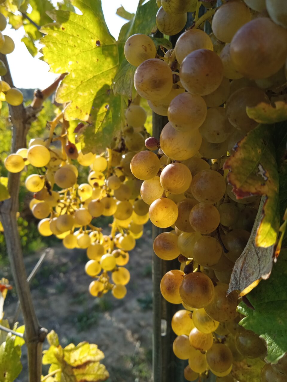 Racimos de uvas Alcañón en viñedo de Bodegas Alodia