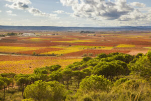 Viñedos en la Ruta del Vino Utiel-Requena en otoño