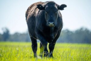 Vaca Angus caminando en un campo verde bajo el sol.