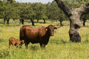 Vaca retinta con su ternero en un campo verde
