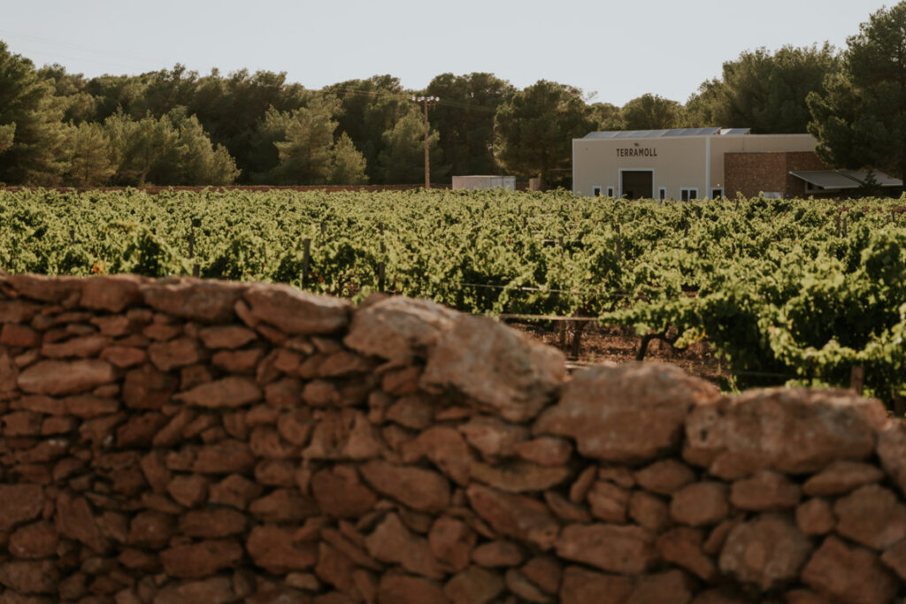 Viñedos de la bodega Terramoll en Formentera con un paisaje natural