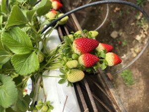 Fresas en cultivo hidropónico en Gran Canaria