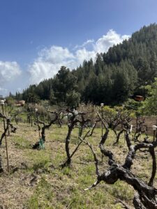 Viñedos en altura en Gran Canaria con cielo azul y montañas al fondo