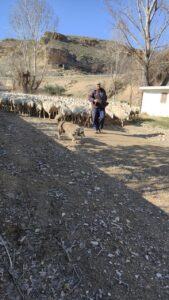 Luis Miguel Pastor guiando su rebaño de ovejas en el campo