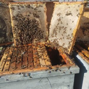 Colmenas de abejas en un apiario con miel en producción